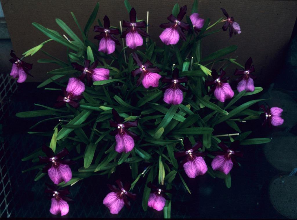 Miltonia moreliana - ACC/AOC