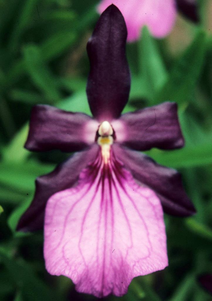 Miltonia moreliana - photo 2