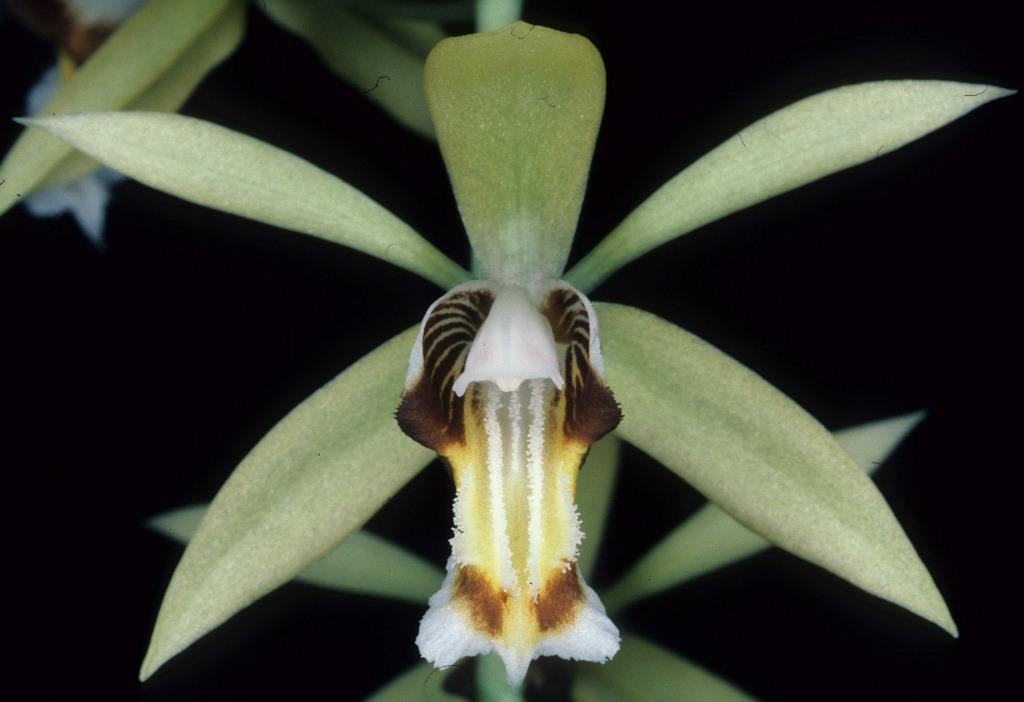 Coelogyne rochussenii - photo 2