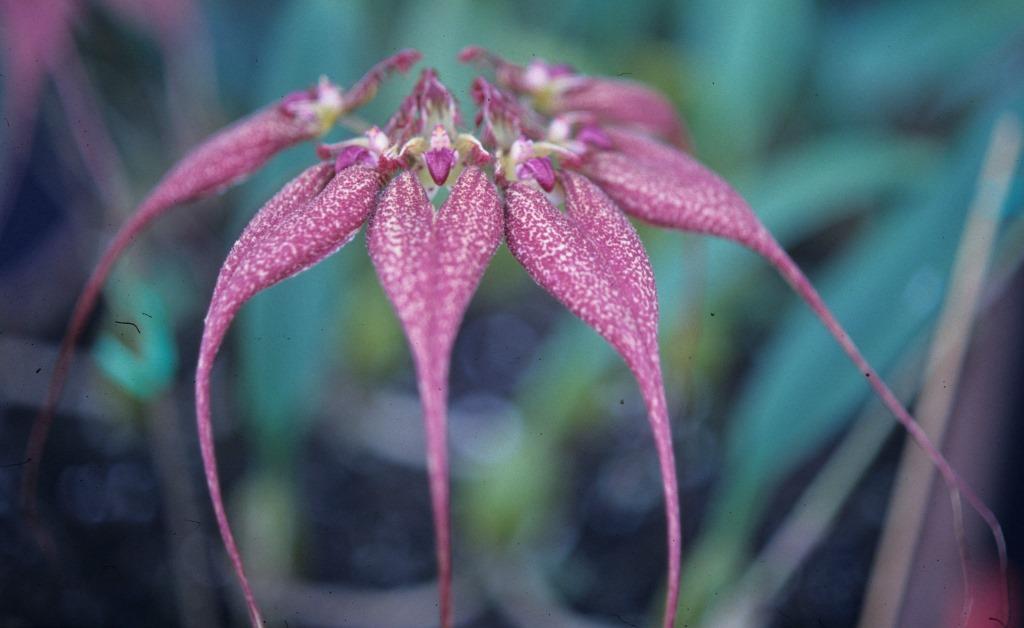 Bulbophyllum rothschildianum - HCC/AOC