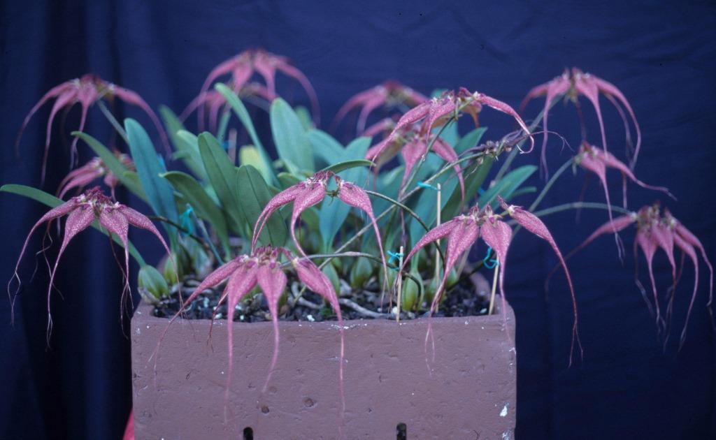 Bulbophyllum rothschildianum - photo 2
