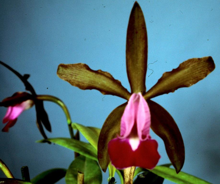 Cattleya dormaniana - HCC/AOC