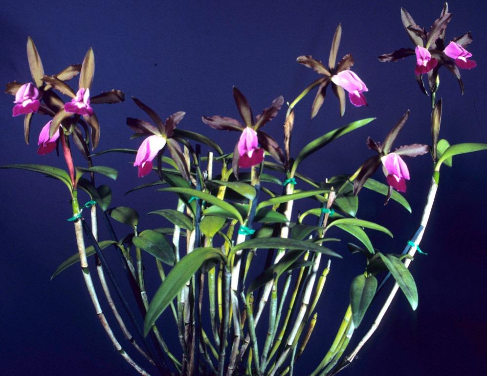 Cattleya dormaniana - photo 2