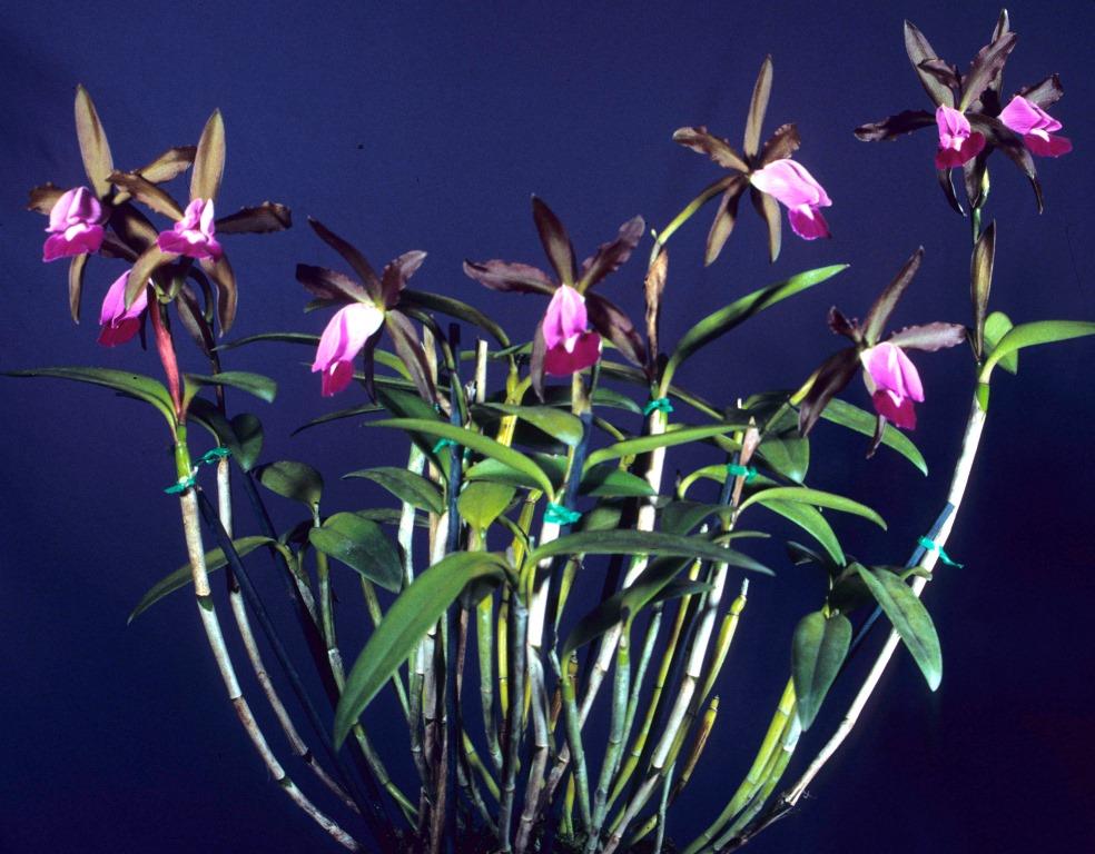 Cattleya dormaniana