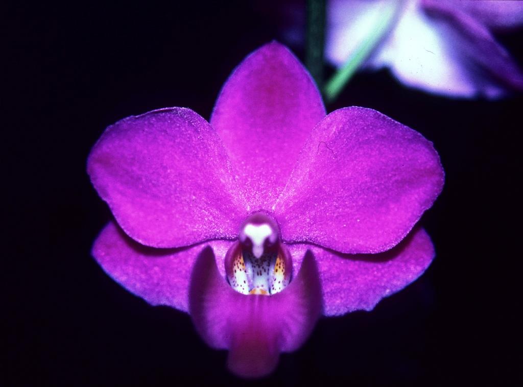 Phalaenopsis pulcherrima var. pulcherrima - HCC/AOC