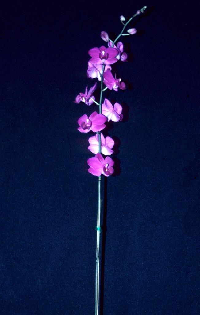 Phalaenopsis pulcherrima var. pulcherrima - photo 2