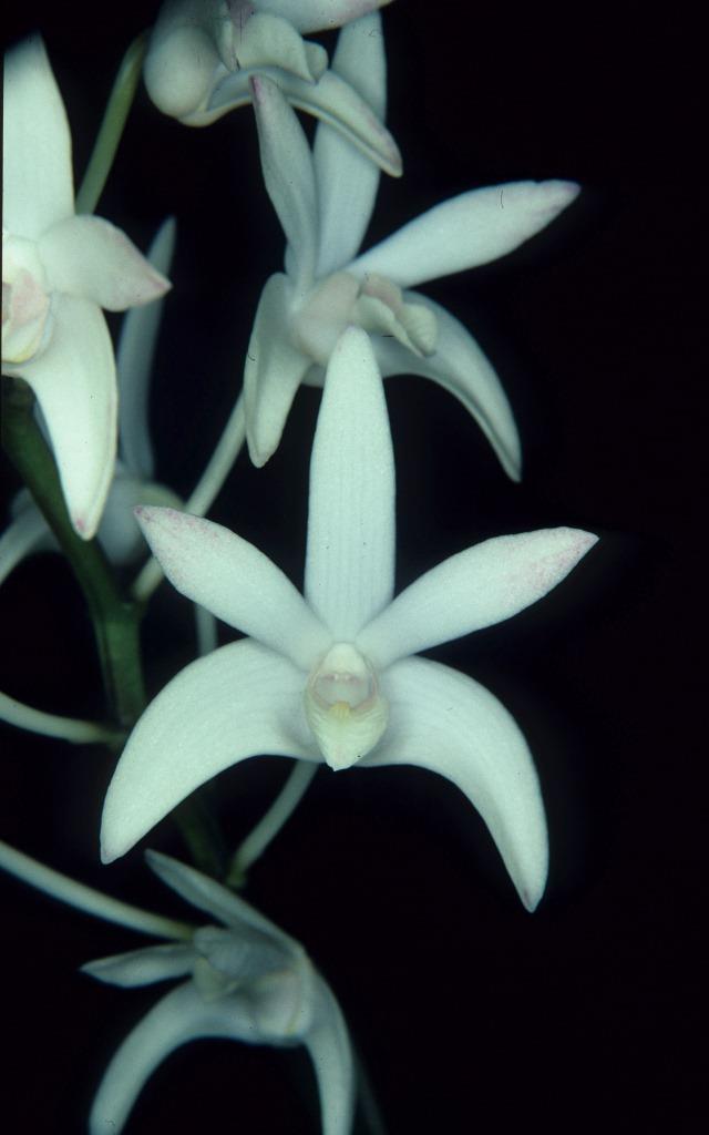 Dendrobium Jayden - HCC/AOC