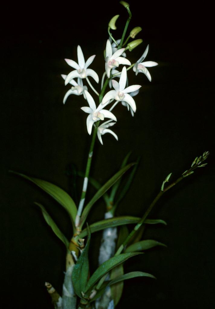 Dendrobium Jayden - photo 2