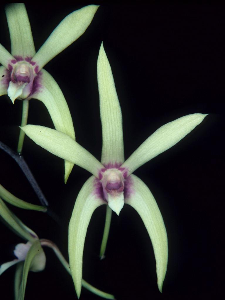 Dendrobium Alick Dockrill - AM/AOC