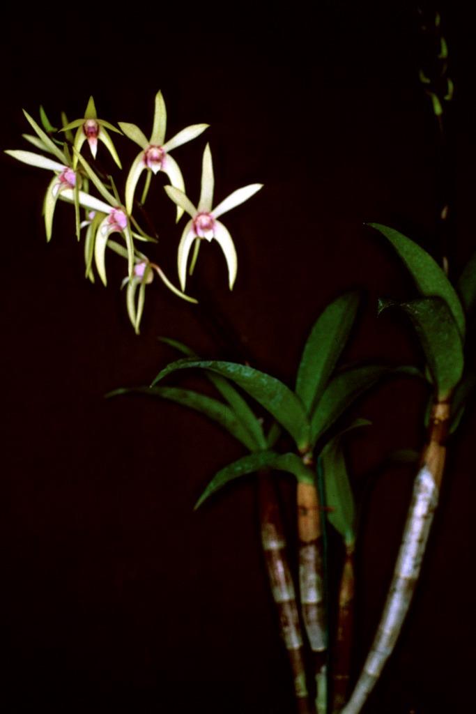 Dendrobium Alick Dockrill - photo 2