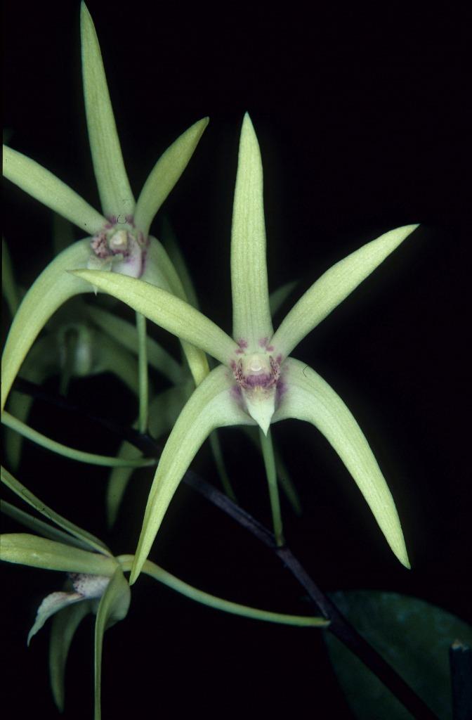 Dendrobium Alick Dockrill - HCC/AOC