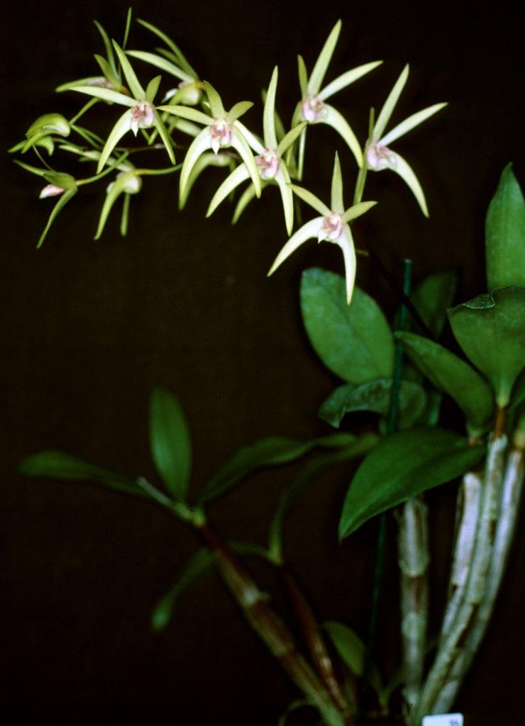 Dendrobium Alick Dockrill - photo 2