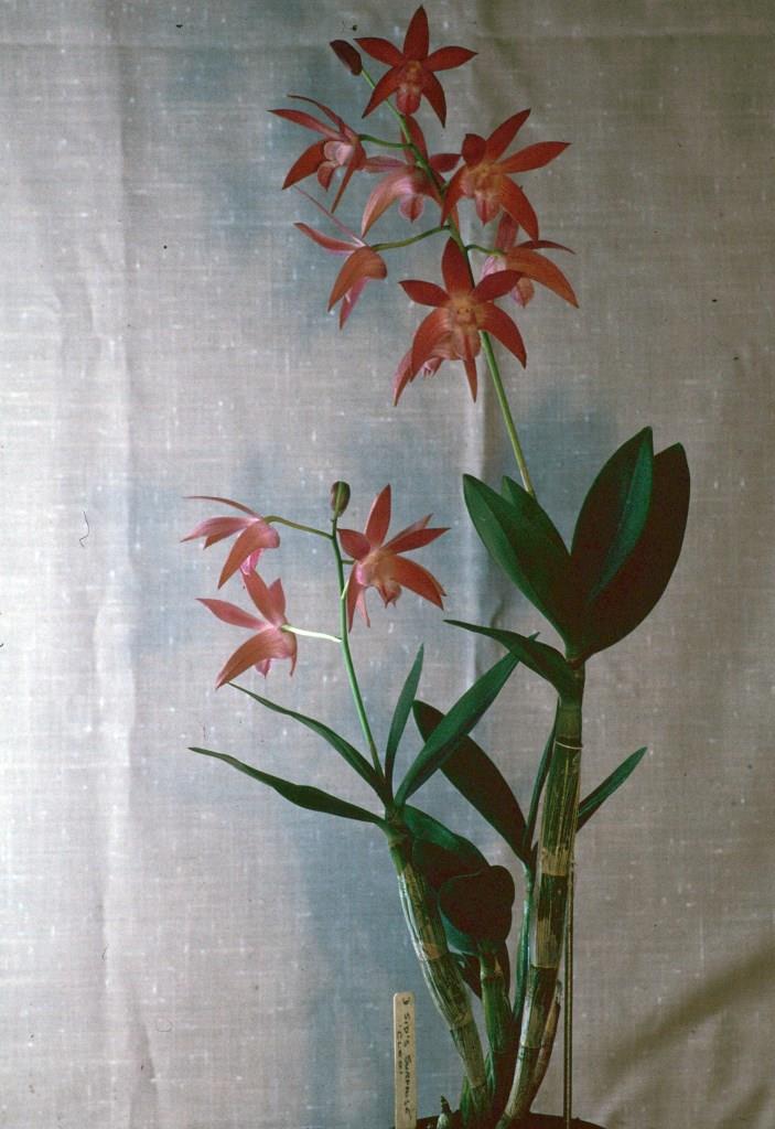 Dendrobium Sid's Surprise - photo 2