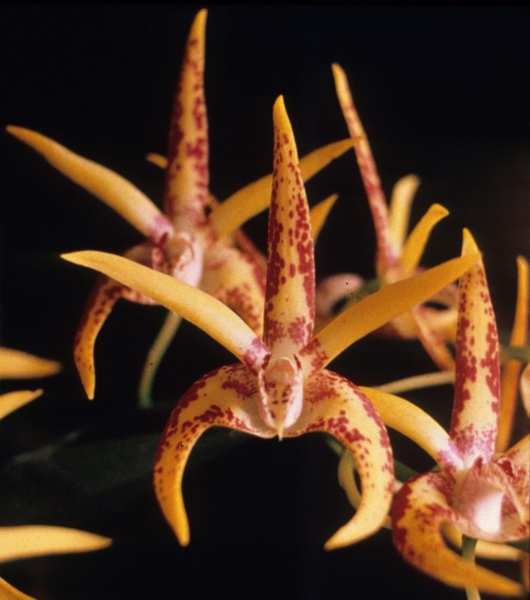 Dendrobium Avril's Gold 'Kerry's Delight' - AM/AOC