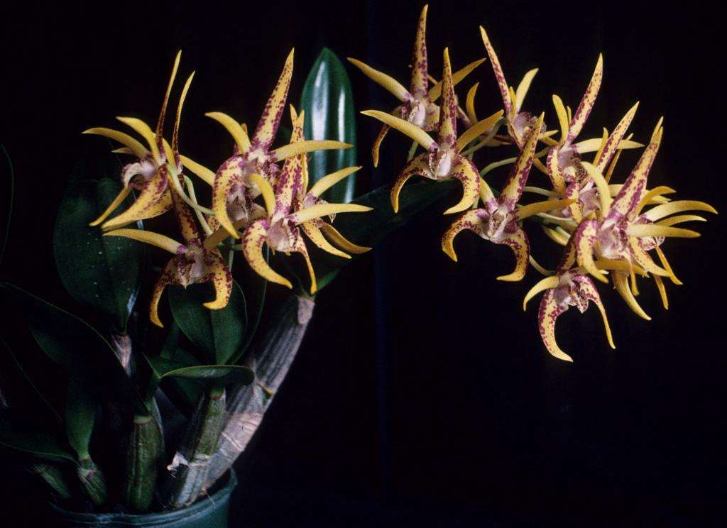 Dendrobium Avril's Gold 'Kerry's Delight' - photo 2