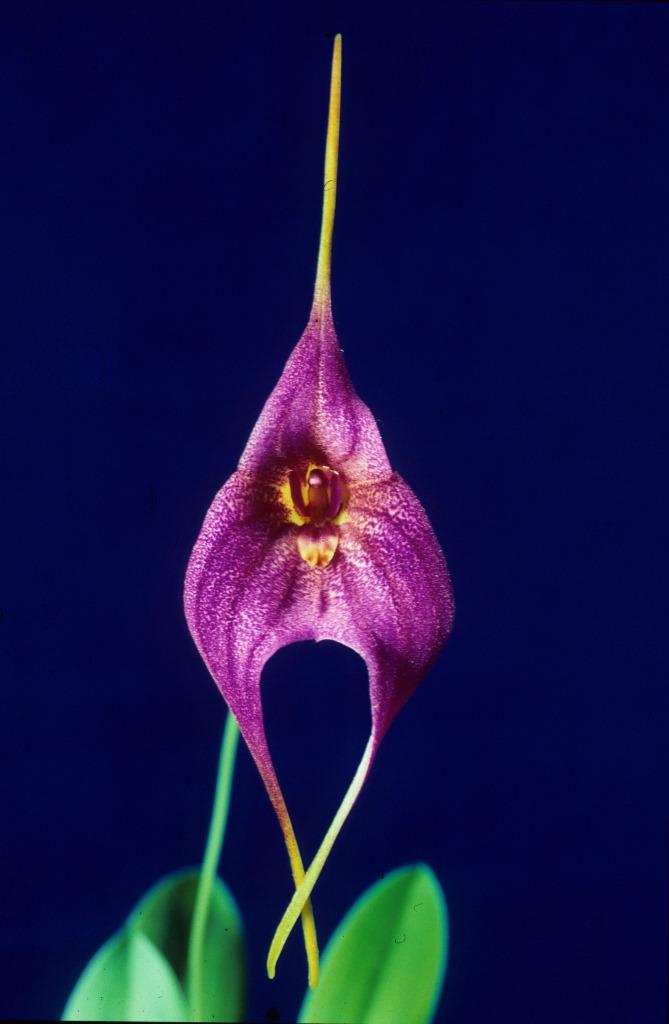 Masd Velveteen Angel