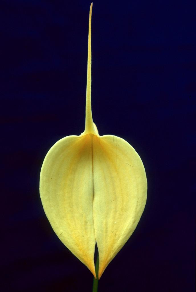 Masdevallia coccinea