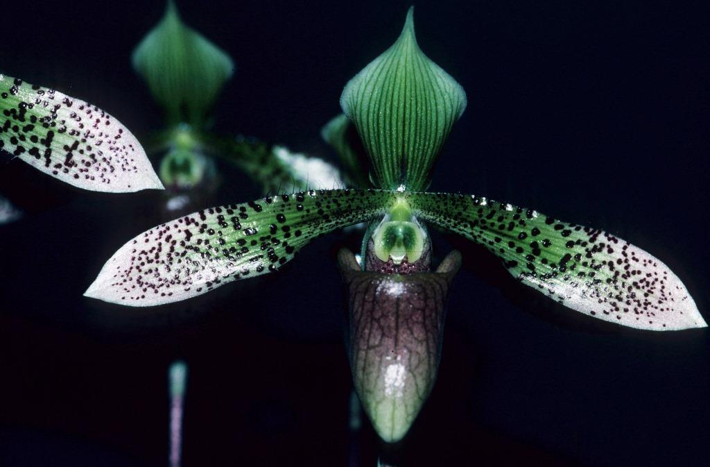 Paph Nisqually