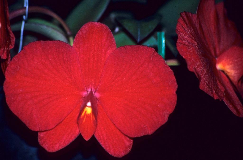 Cattleya coccinea - AM/AOC