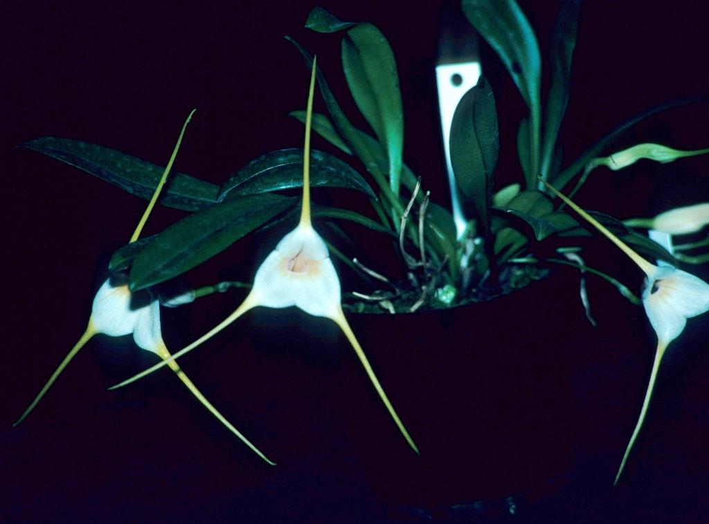 Masdevallia constricta