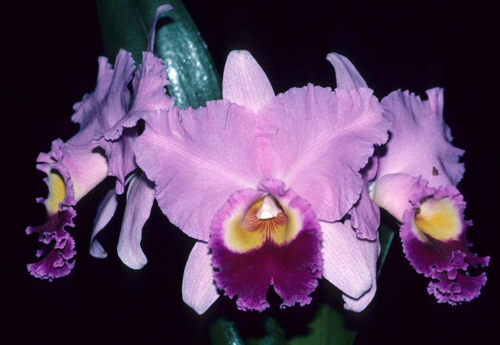 Rhyncholaeliocattleya Fort Lauderdale - photo 2