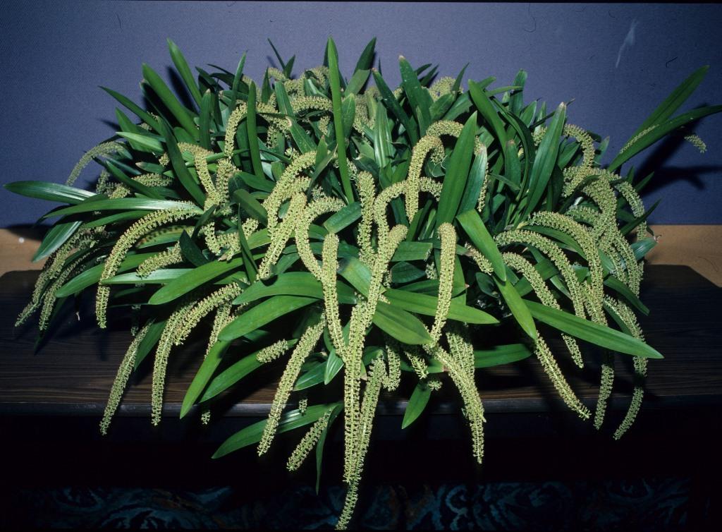 Liparis condylobulbon - ACC/AOC