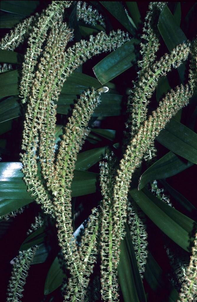 Liparis condylobulbon - photo 2