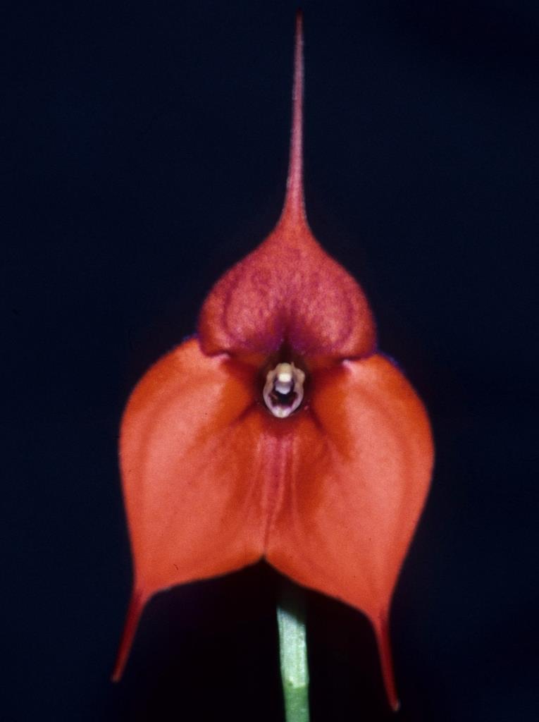 Masdevallia Bob Hoffman - AM/AOC