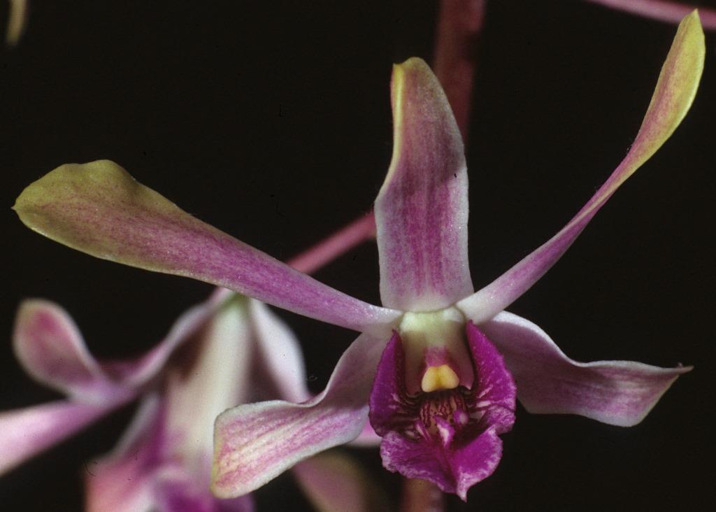 Dendrobium Cherrylee's Joy - HCC/AOC