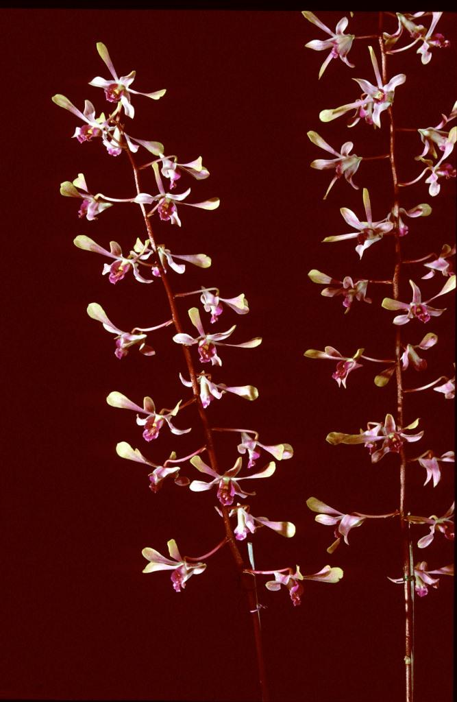 Dendrobium Cherrylee's Joy - photo 2