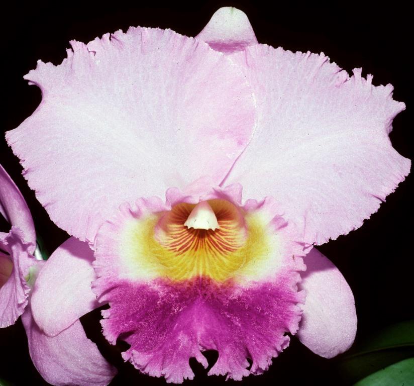 Rhyncholaeliocattleya Brunswick Delight - AM/AOC