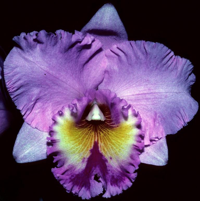 Rhyncholaeliocattleya Brunswick Fantasy - HCC/AOC