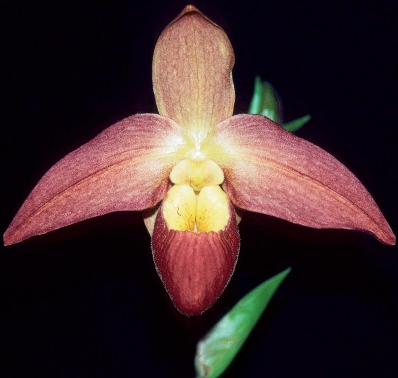 Phragmipedium Don Wimber - HCC/AOC