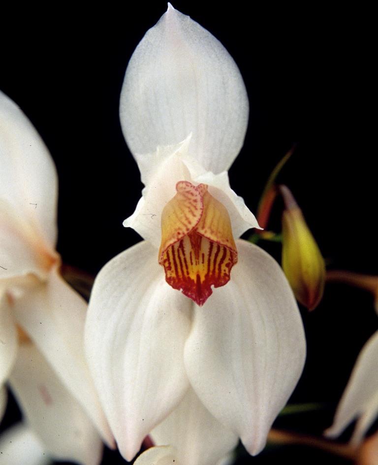 Cymbidium erythrostylum