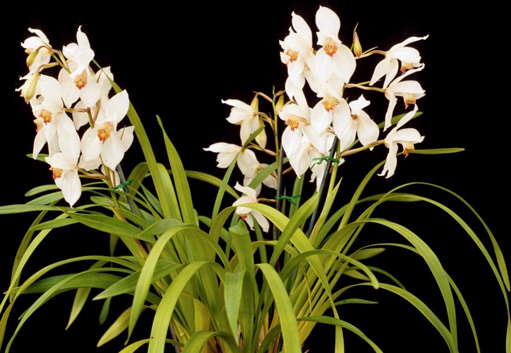 Cymbidium erythrostylum - photo 2