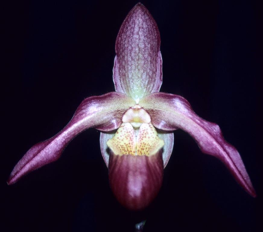 Phragmipedium Living Fire - HCC/AOC