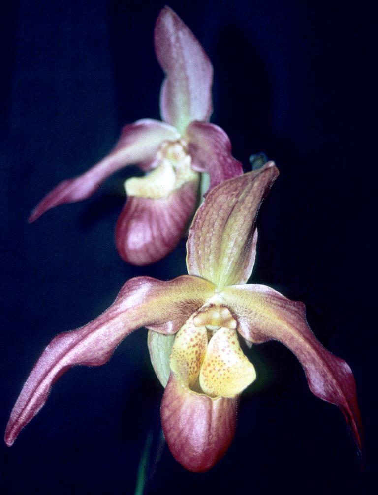 Phragmipedium Living Fire - photo 2