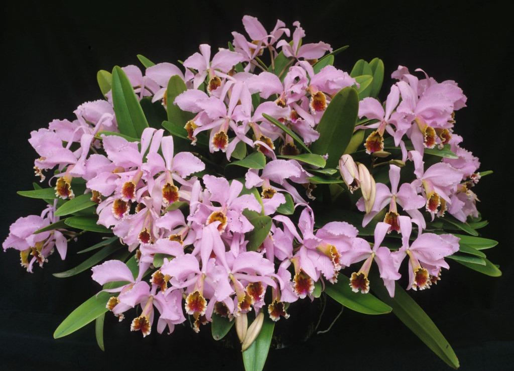 Cattleya percivaliana - ACC/AOC