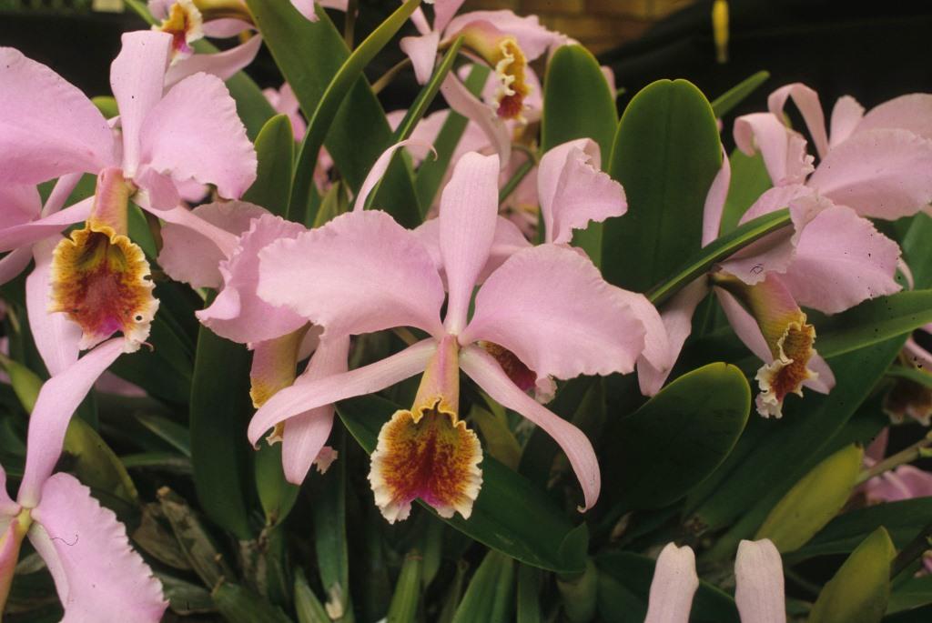 Cattleya percivaliana - photo 2