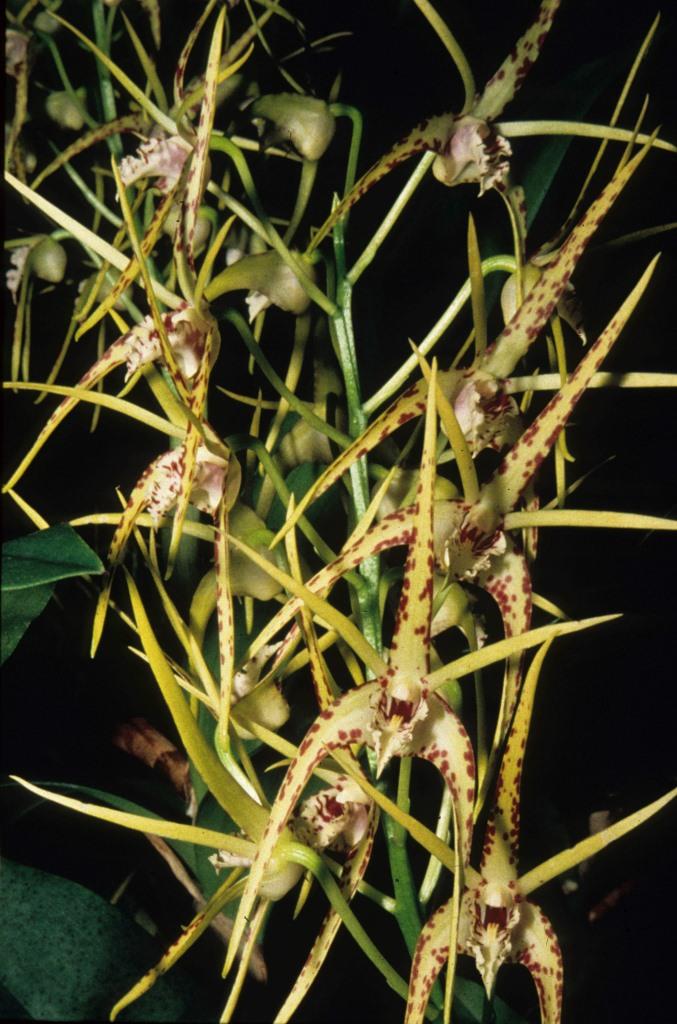 Dendrobium Hilda Poxon - HCC/AOC