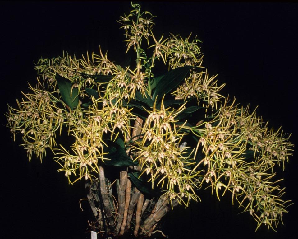 Dendrobium Hilda Poxon - ACC/AOC