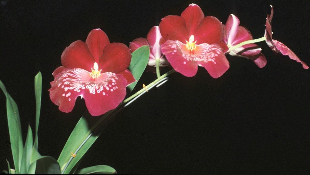 Miltoniopsis Firewater - photo 2