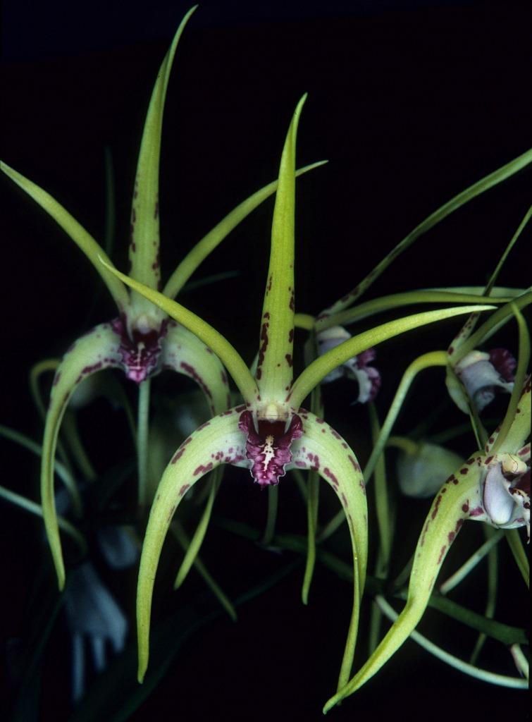 Dendrobium Hilda Poxon - HCC/AOC