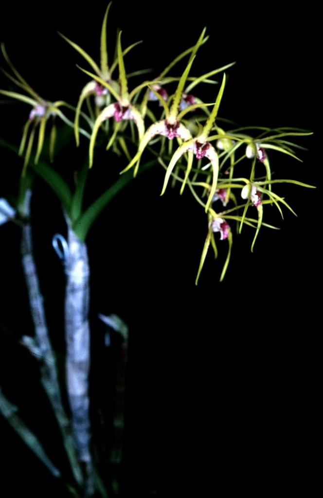 Dendrobium Hilda Poxon - photo 2