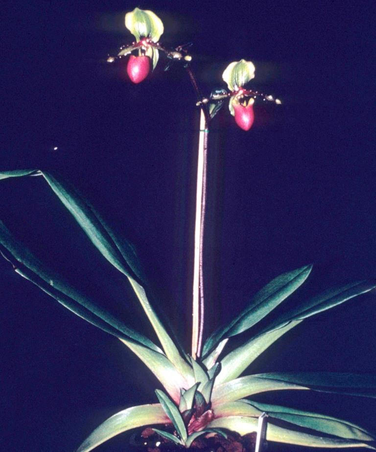 Paphiopedilum victoria-mariae - photo 2