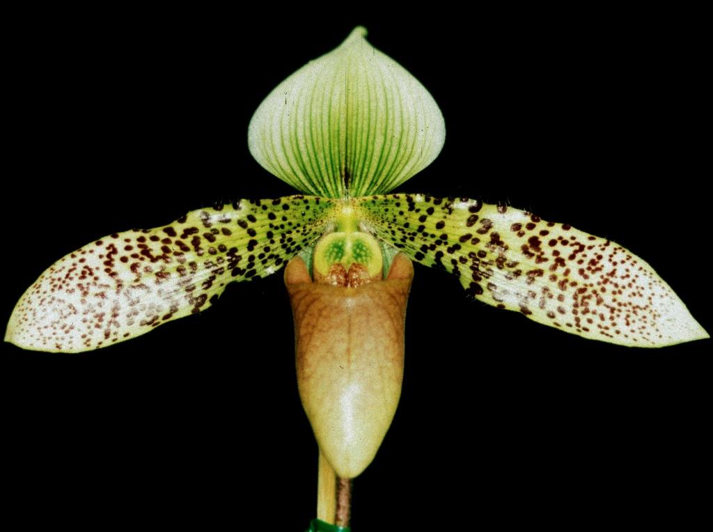 Paphiopedilum Nisqually 'Mal's Big Boy'