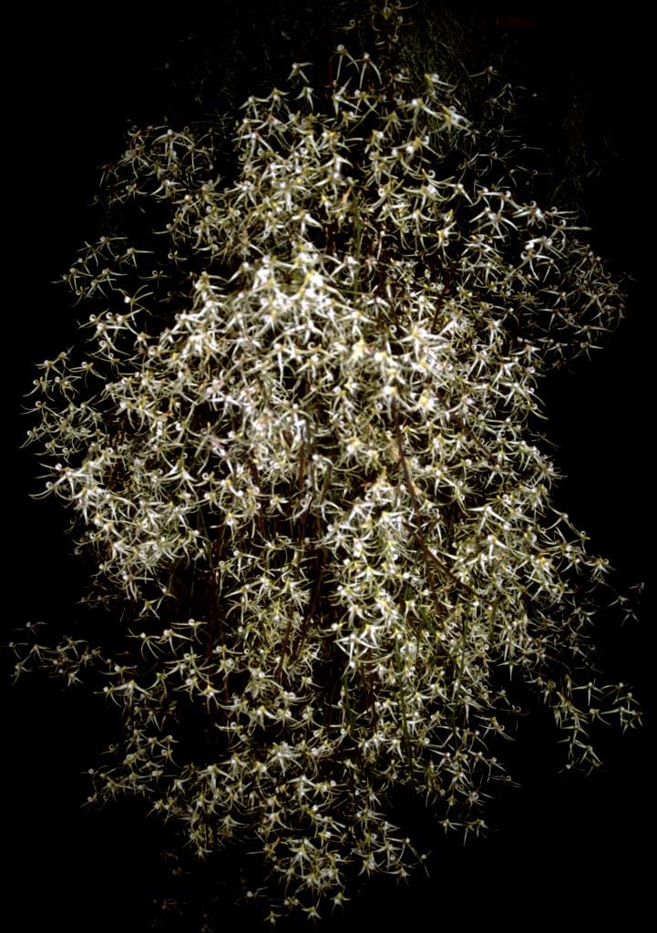 Dendrobium teretifolium var. fasciculatum - ACC/AOC