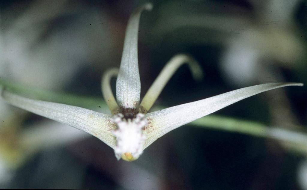 Dendrobium teretifolium var. fasciculatum - photo 2