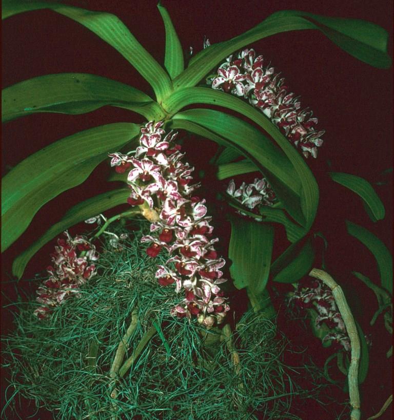 Rhynchostylis gigantea - ACC/AOC