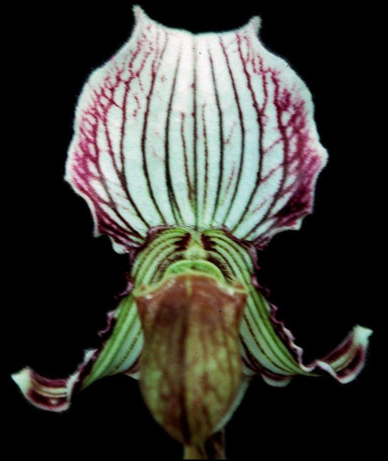 Paphiopedilum fairrieanum - AM/AOC